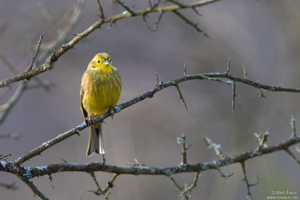 Bruant jaune mâle adulte nuptial, identification