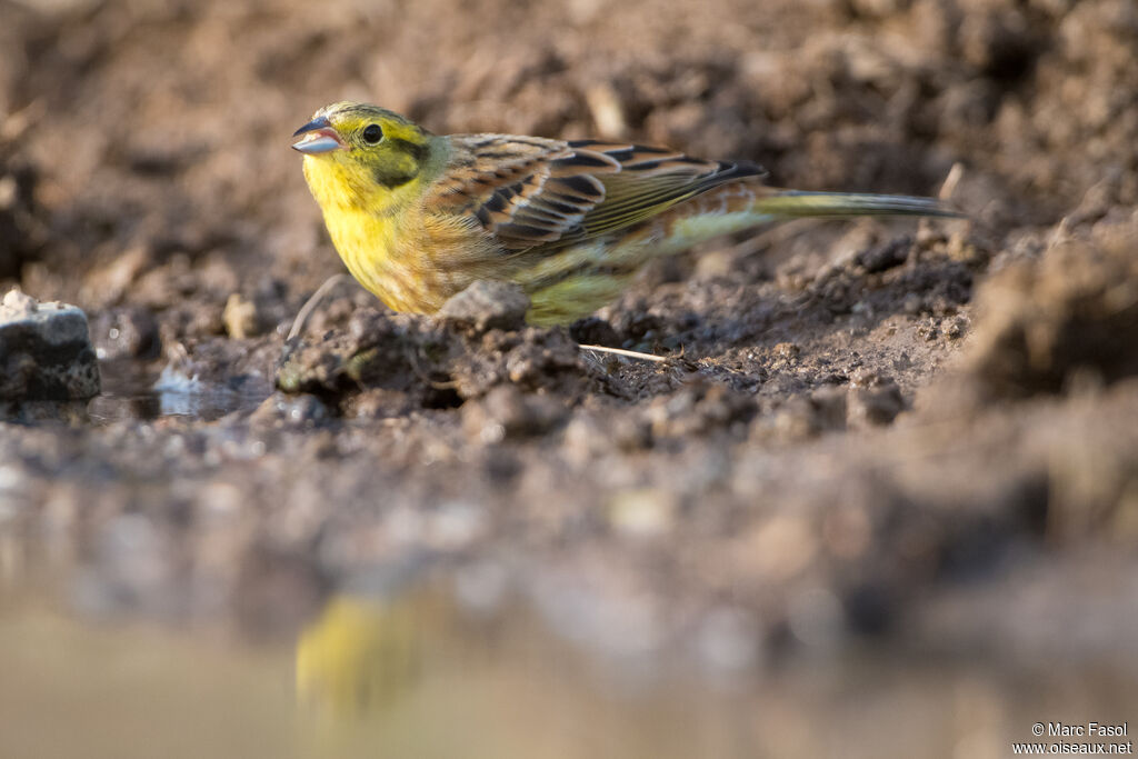 Bruant jaune mâle adulte, identification, boit