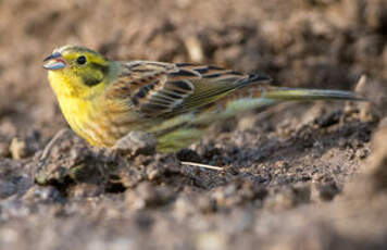 Bruant jaune