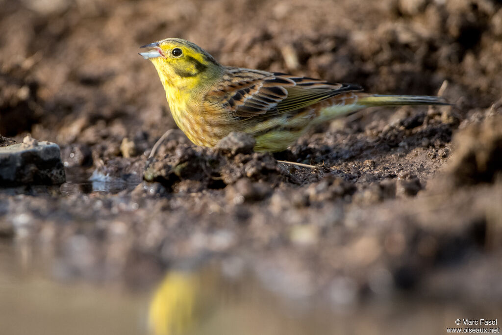 Bruant jauneadulte, identification, boit