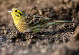 Bruant jaune