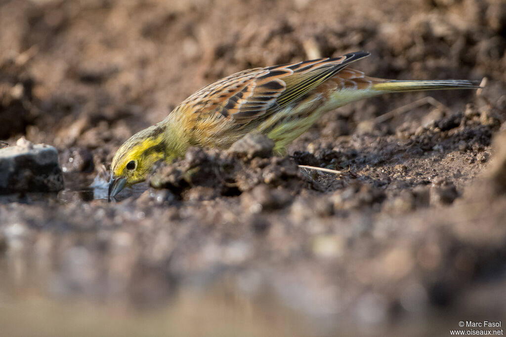 Bruant jaune mâle adulte, boit