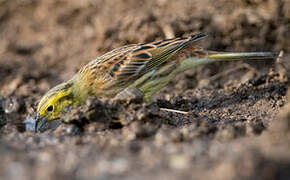 Yellowhammer