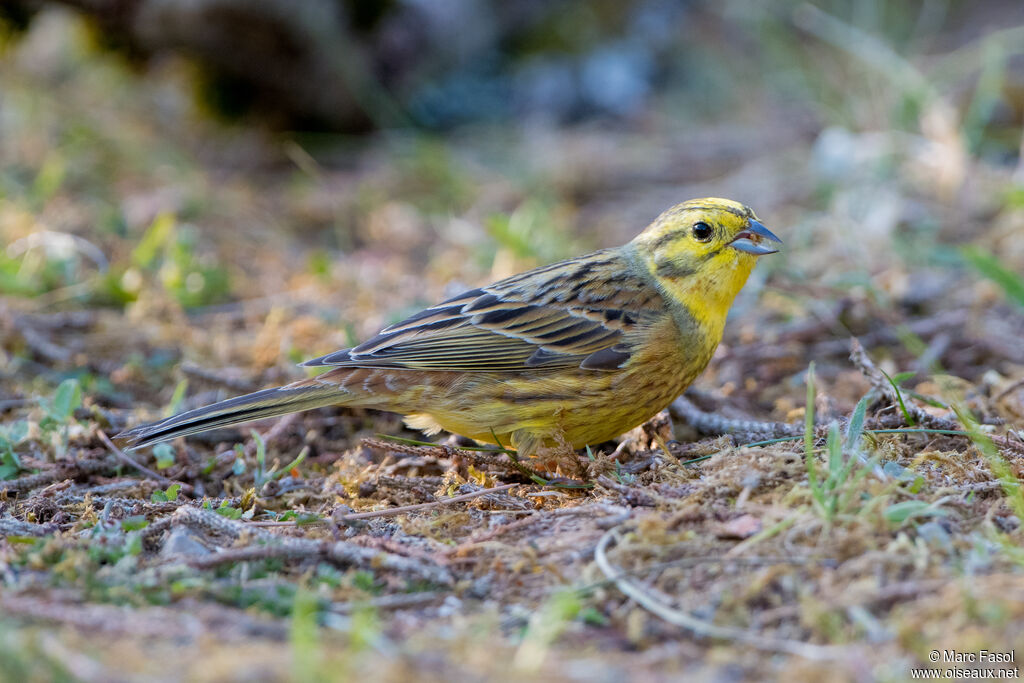 Bruant jaune mâle adulte, identification, régime, mange