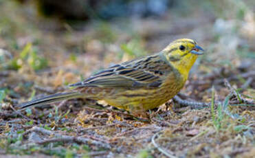 Bruant jaune