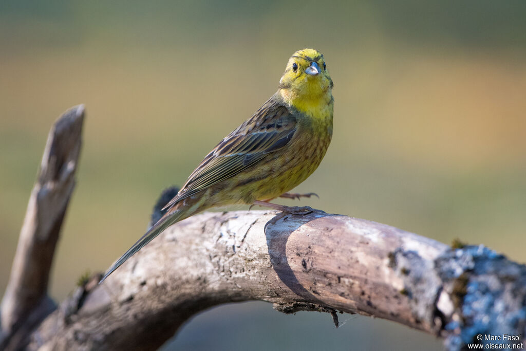 Bruant jaune mâle adulte