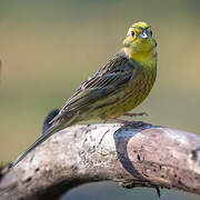 Bruant jaune