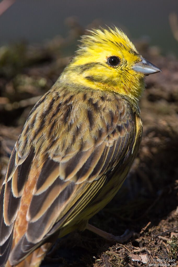 Bruant jaune mâle adulte, portrait