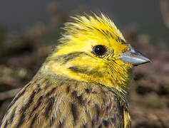 Yellowhammer