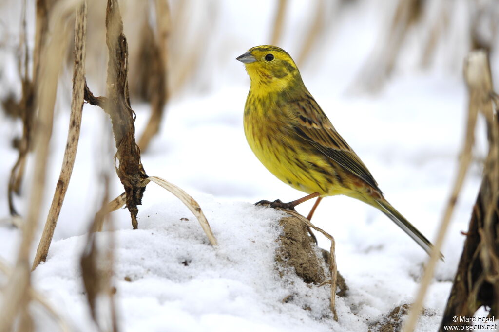 Yellowhammer male adult post breeding, identification