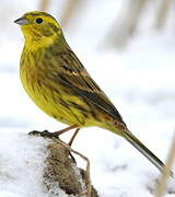 Yellowhammer