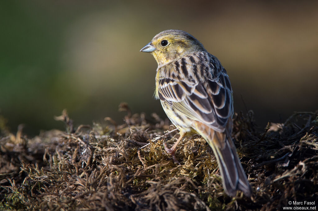 Bruant jaune femelle adulte, identification