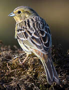 Yellowhammer