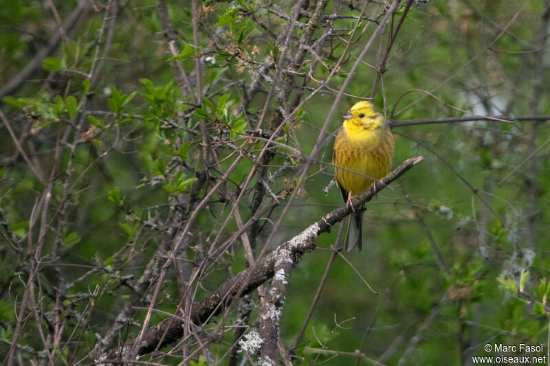 Bruant jaune mâle adulte nuptial, habitat