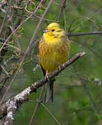 Yellowhammer