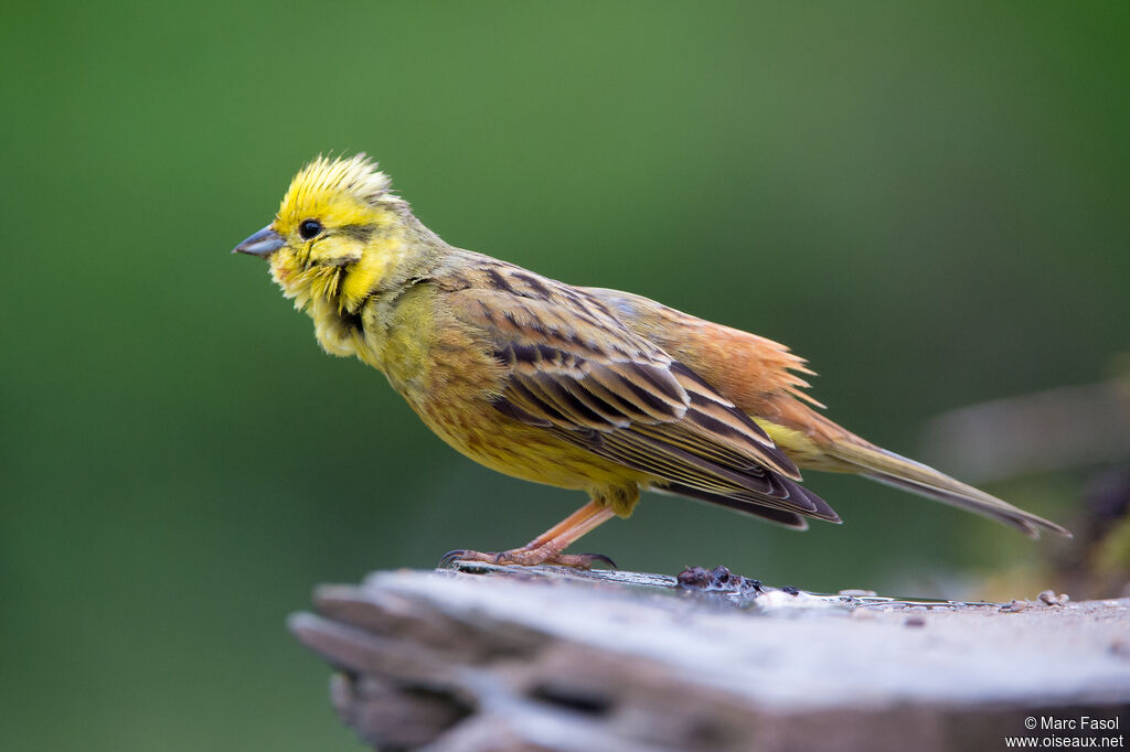 Bruant jaune mâle adulte, identification