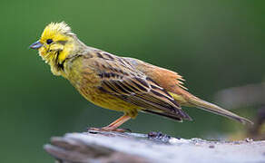 Yellowhammer