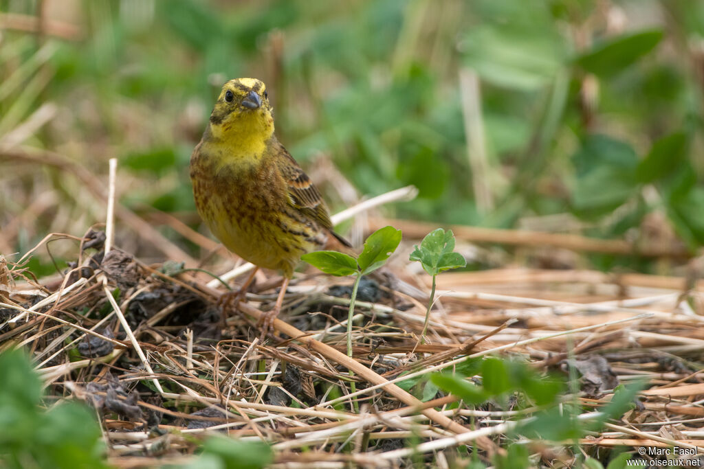 Bruant jaune mâle adulte nuptial, identification