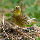 Bruant jaune