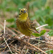 Yellowhammer