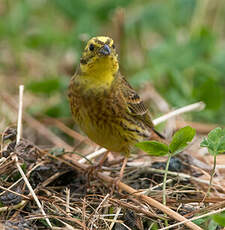 Bruant jaune