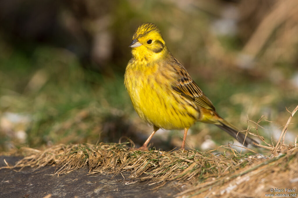 Bruant jaune mâle adulte