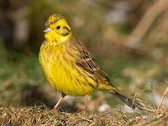 Yellowhammer