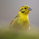 Bruant jaune