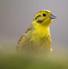 Bruant jaune