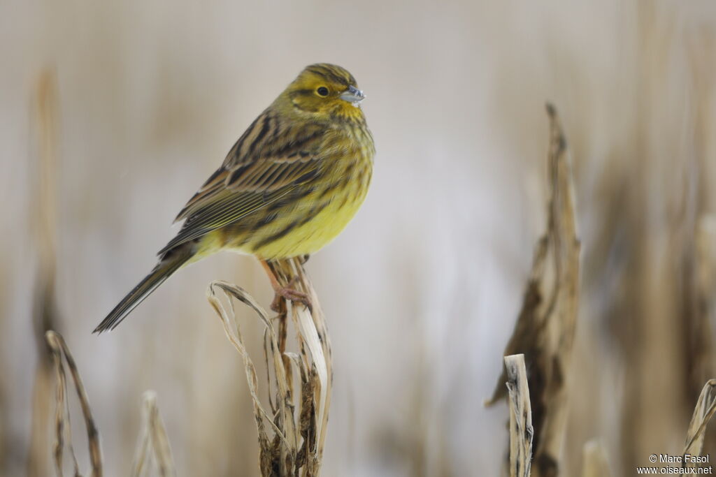 Yellowhammersubadult, identification