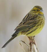 Yellowhammer