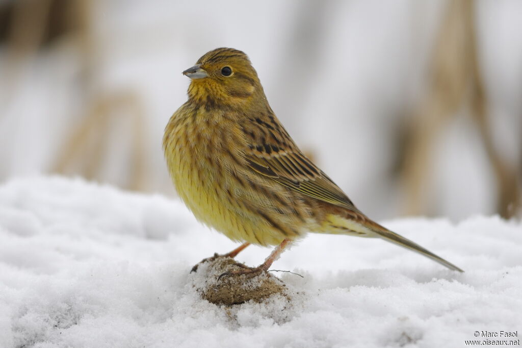 Bruant jaune femelle adulte internuptial, identification