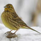 Bruant jaune