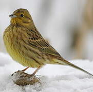 Yellowhammer