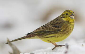 Bruant jaune