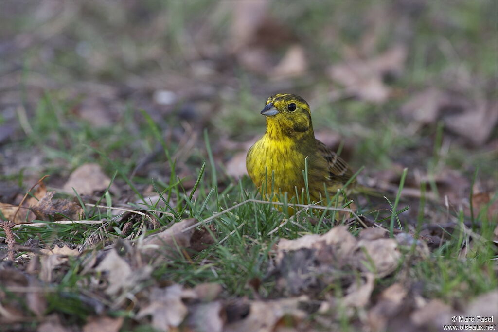 Bruant jaune mâle adulte internuptial, identification, Comportement