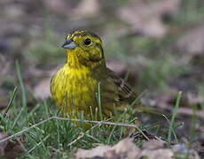 Yellowhammer