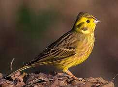 Yellowhammer