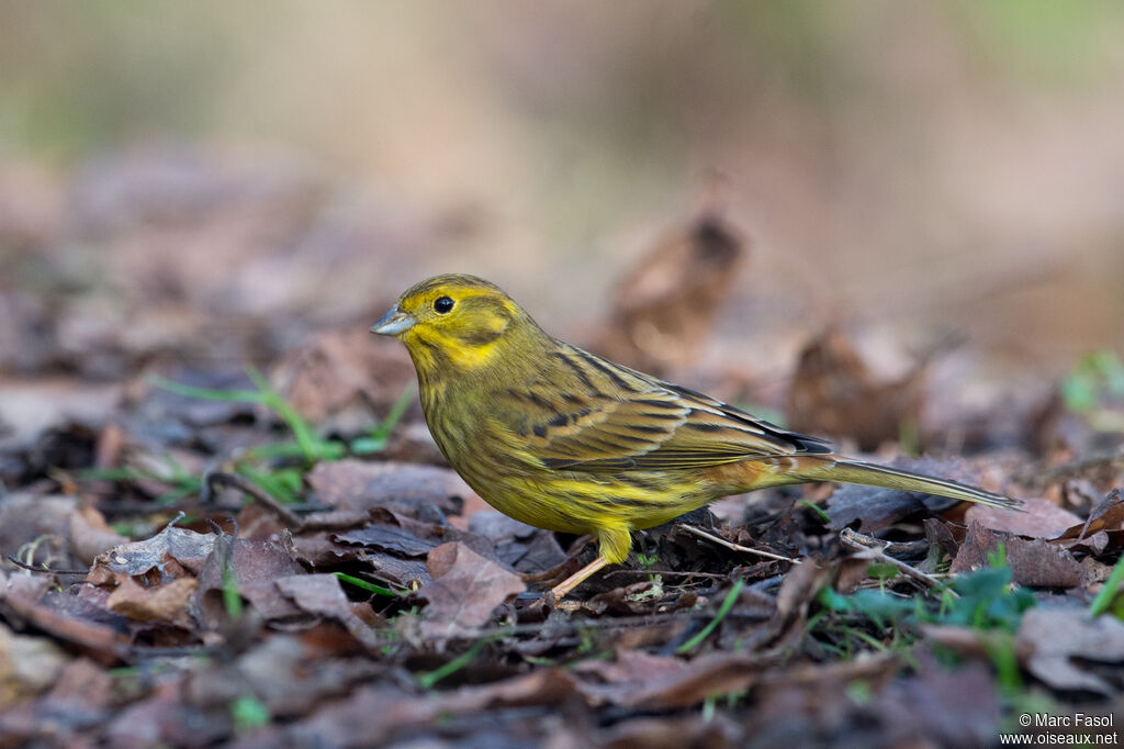 Yellowhammeradult post breeding, identification