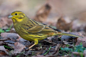 Bruant jaune