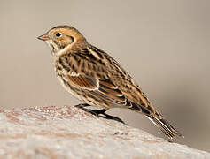 Lapland Longspur