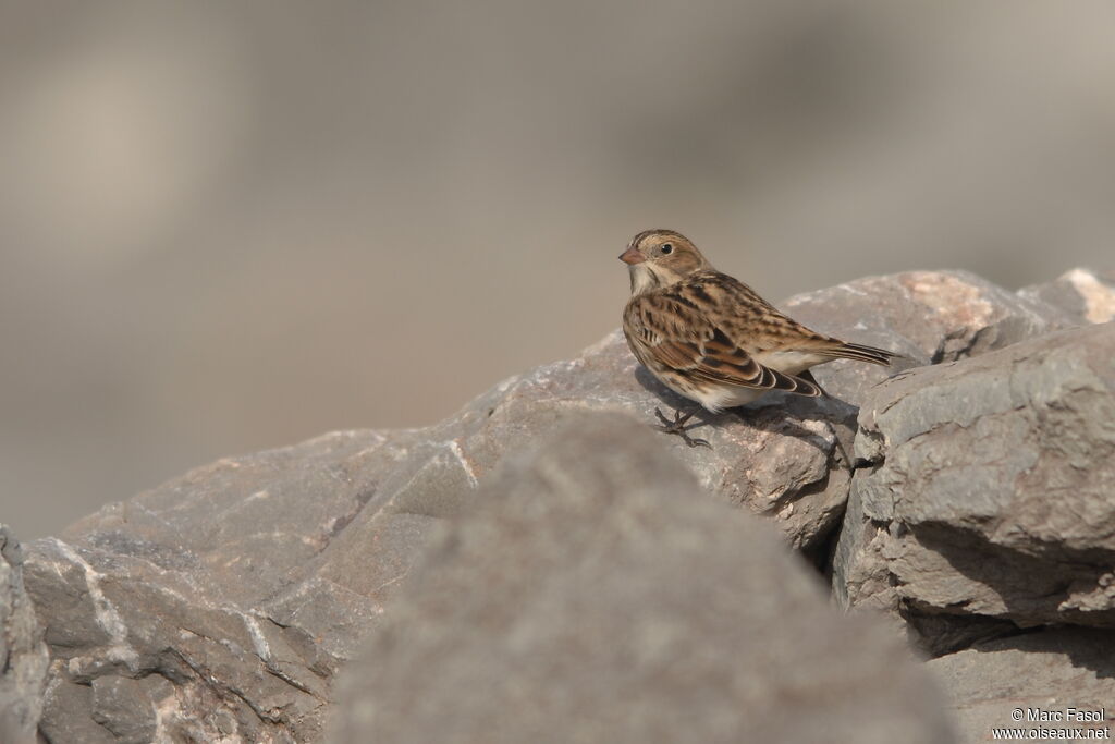 Lapland Longspuradult post breeding