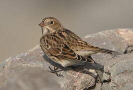 Lapland Longspur