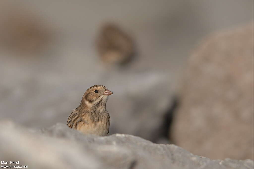 Lapland Longspuradult post breeding, close-up portrait