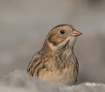 Lapland Longspur