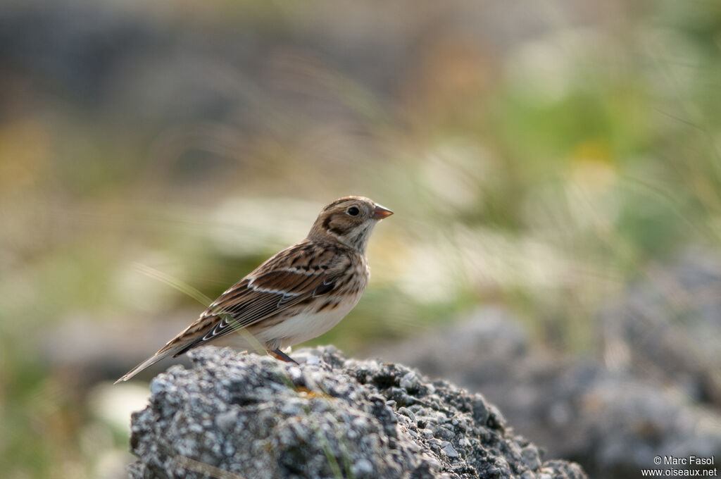 Lapland Longspur