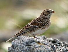 Lapland Longspur