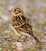 Lapland Longspur