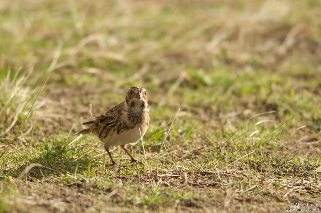 Lapland Longspuradult post breeding, identification, walking