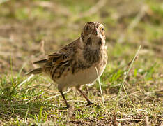 Lapland Longspur